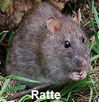 Ratten vernichten